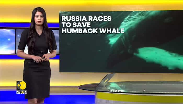 Russia races to save entangled humpback whale in the Arctic