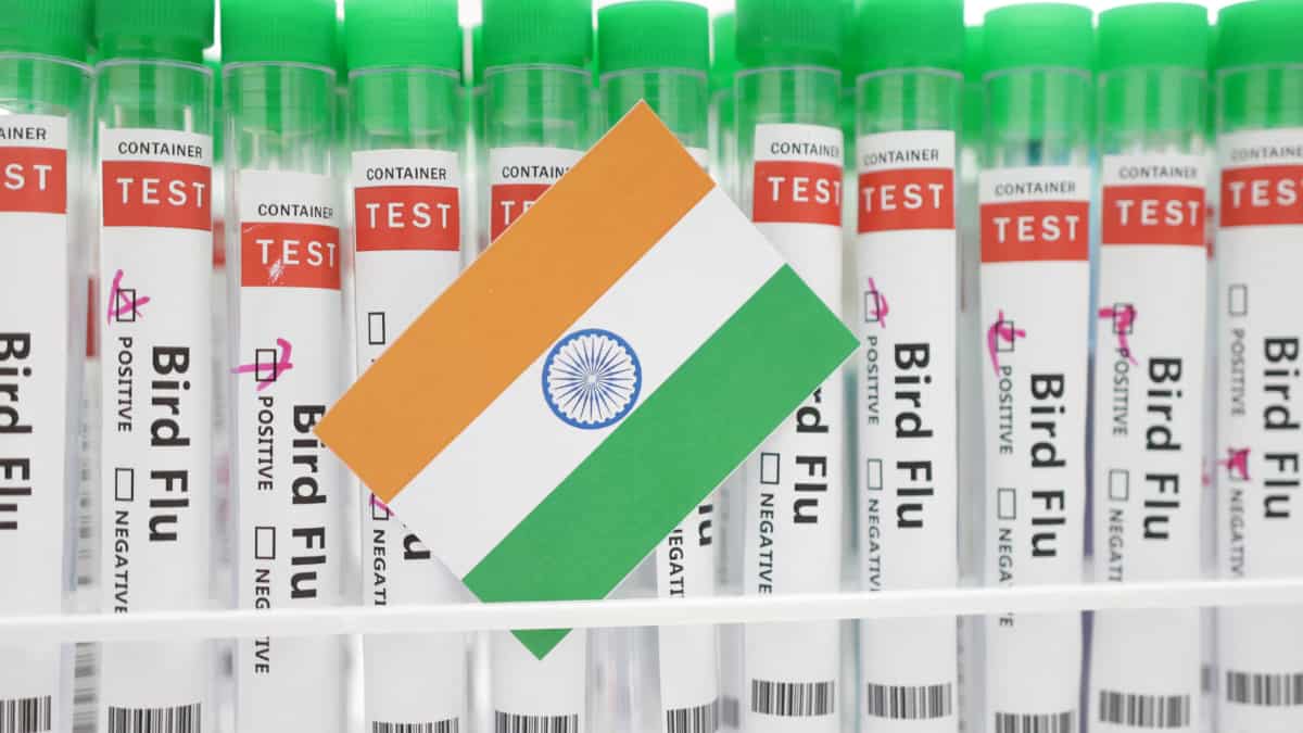 WHO confirms human case of bird flu in India after US and Mexico WHO confirms human case of bird flu in India after US and Mexico