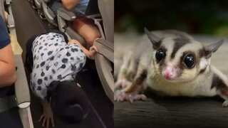 Sugar glider sneaks out from hand baggage on Chinese flight causing chaos