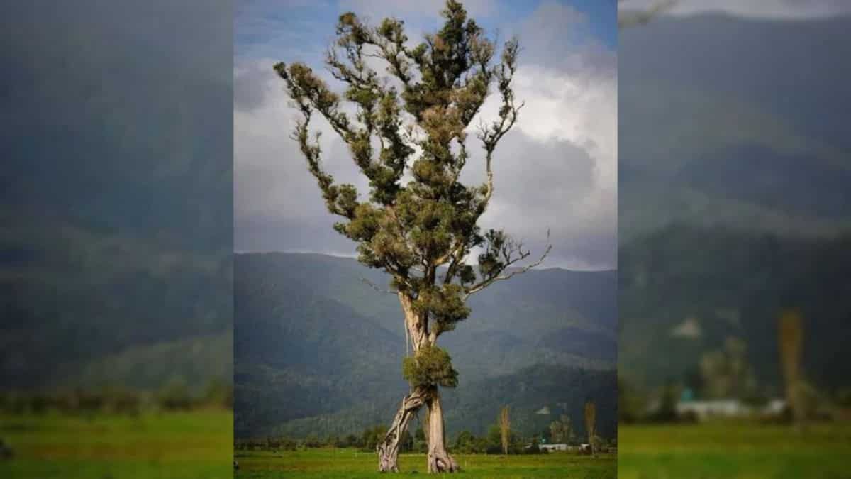 Looks like Ents! 'Walking' tree with two trunks wins Tree of the Year in New Zealand Looks like Ents! 'Walking' tree with two trunks wins Tree of the Year in New Zealand