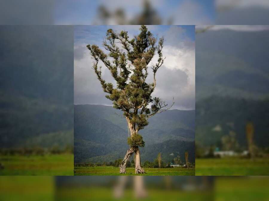 Looks like Ents! 'Walking' tree with two trunks wins Tree of the Year in New Zealand