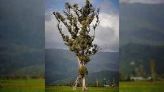 Looks like Ents! 'Walking' tree with two trunks wins Tree of the Year in New Zealand