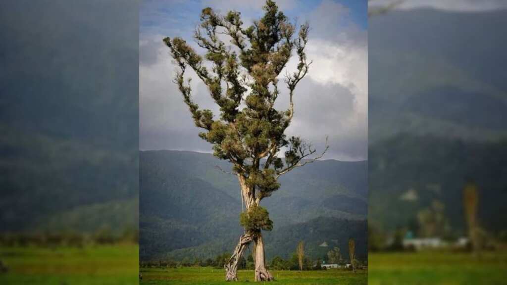 Looks like Ents! 'Walking' tree with two trunks wins Tree of the Year in New Zealand