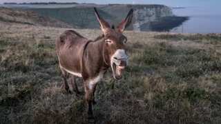 Pakistan witnesses sharp rise in donkey population during fiscal year 2023-24, shows Economic Survey