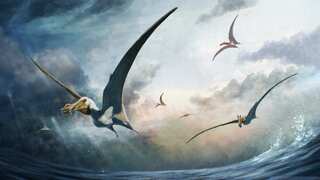 New species of pterosaur discovered using 100-million-year-old fossilised bones