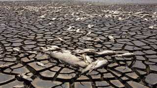 Mexico struggles amid drought, thousands of fish die as lagoon in north dries up