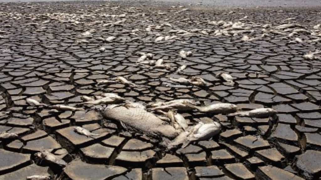 Mexico struggles amid drought, thousands of fish die as lagoon in north dries up