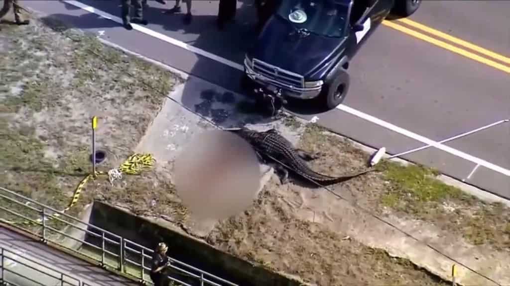 Alligator in Florida ingests homeless woman, bodycam footage released by wildlife authorities