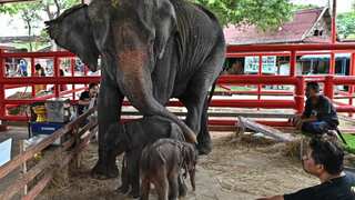 Watch: Elephant in Thailand gives birth to rare ‘miracle’ twins