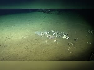 Researchers spot sea pig in Chile’s deepest known cold seeps located 2,836 metres below the sea