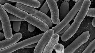 What is diphtheria? Know about disease that killed 5 in India's Odisha