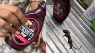 Dead mouse found in Hershey's chocolate syrup bottle leaves family in disgust