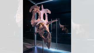 Jurassic king with a crown? Scientists discover fancy headgear on 78-million-year-old dinosaur