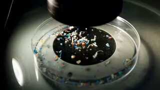 After human testicles, microplastics discovered in human penises for first time