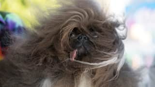 World’s Ugliest Dog Contest 2024: Wild Thang, an eight-year-old Pekingese, crowned winner