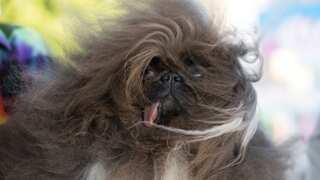 World’s Ugliest Dog Contest 2024: Wild Thang, an eight-year-old Pekingese, crowned winner