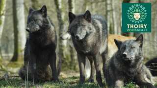 Woman seriously injured in wolf attack at French zoo; probe launched