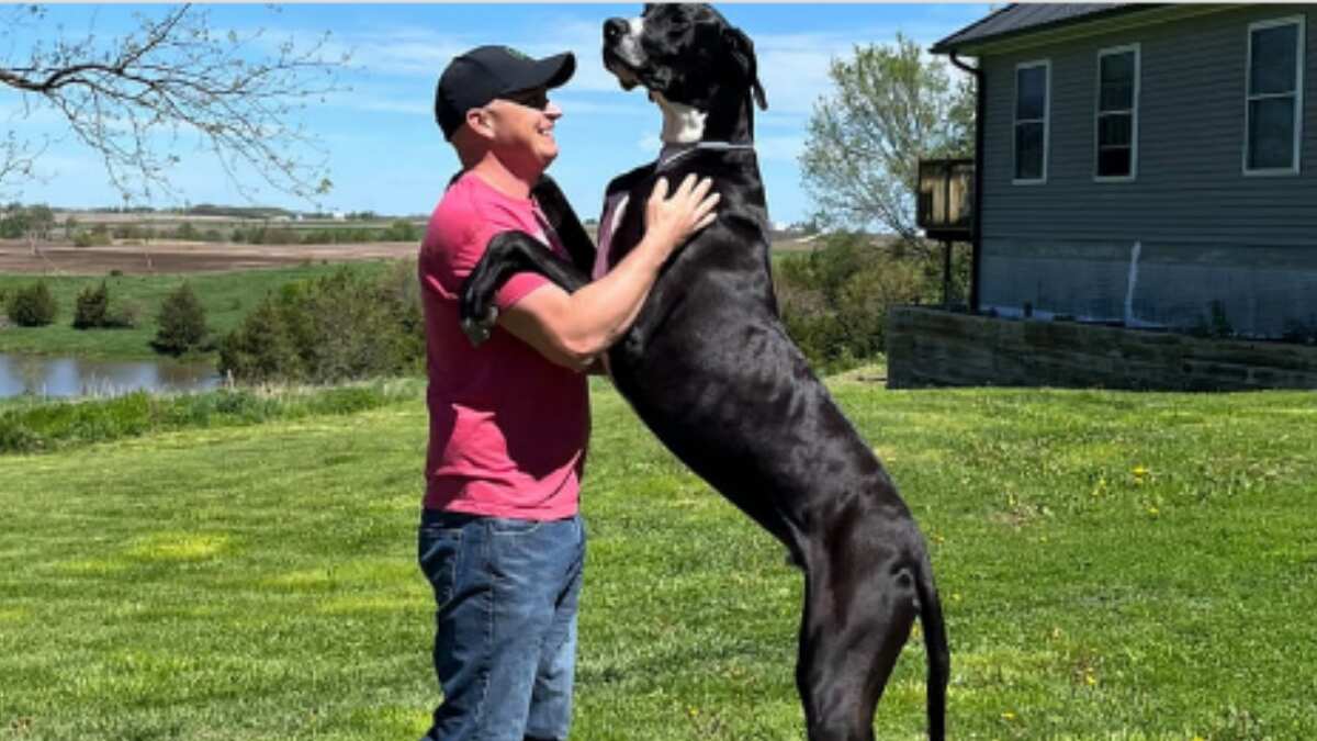 World's tallest male dog Kevin passes away, leaving owners devastated World's tallest male dog Kevin passes away, leaving owners devastated
