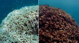 Scientists 'horrified' as mass bleaching eliminates 97% of corals at a Great Barrier Reef island