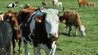 Denmark to implement 'burp tax' on livestock to combat climate change