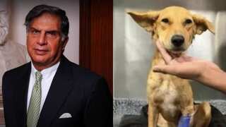 Five-star treatment for dogs! When Ratan Tata allowed strays to his famous Taj Hotel in Mumbai