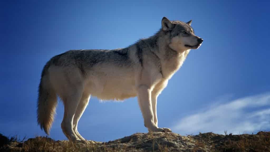 Ancient wolf autopsy may reveal secrets about the last ice age