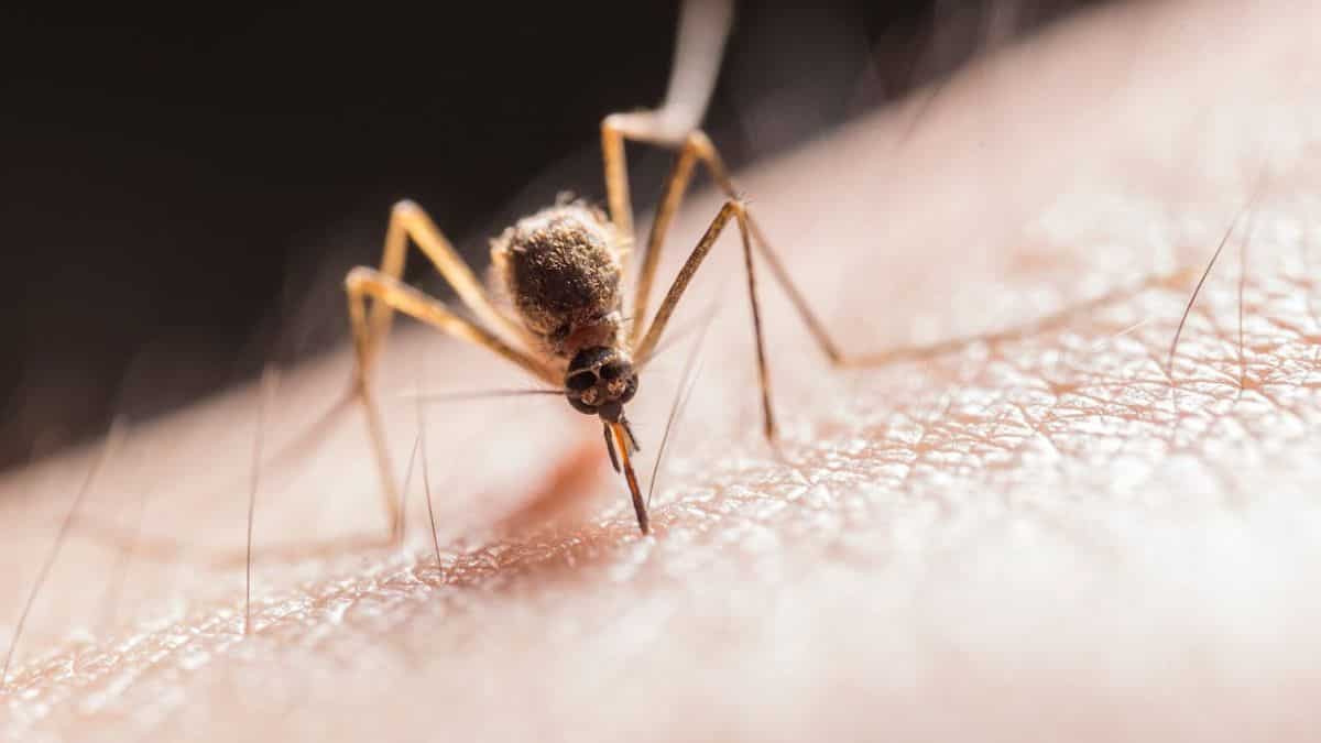 Monsoon maladies: Confronting Lymphatic Filariasis amid climate fluctuations Monsoon maladies: Confronting Lymphatic Filariasis amid climate fluctuations