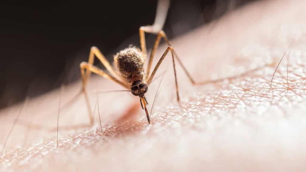 Monsoon maladies: Confronting Lymphatic Filariasis amid climate fluctuations