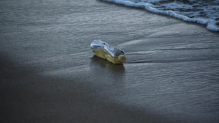 Sri Lanka: Four fishermen die after drinking unknown liquid from bottles found in sea