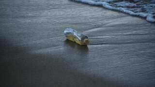 Sri Lanka: Four fishermen die after drinking unknown liquid from bottles found in sea