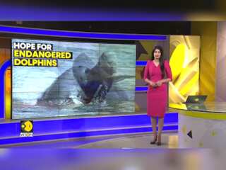 Glimmer of hope for endangered dolphins