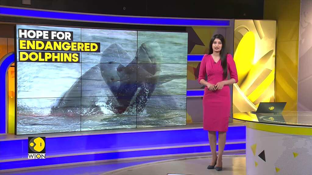 Glimmer of hope for endangered dolphins