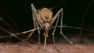 Intersex mosquitoes may help stop diseases like dengue, Zika, yellow fever and Chikungunya: Study