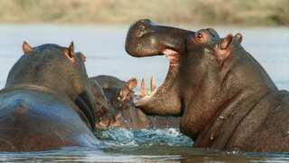 Hippos can 'fly' as per a study. Yes, you read it right!