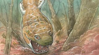 Massive prehistoric Salamander fossil discovered, predating dinosaurs