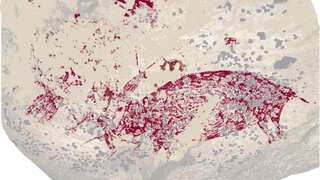 THIS animal was painted in first artwork created by humans in Indonesian cave