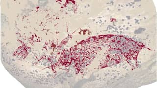 THIS animal was painted in first artwork created by humans in Indonesian cave