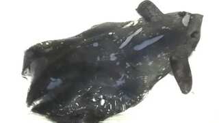 Rare vampire squid's appearance in South China Sea leaves biologists puzzled