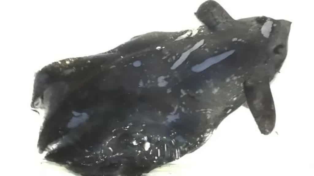 Rare vampire squid's appearance in South China Sea leaves biologists puzzled