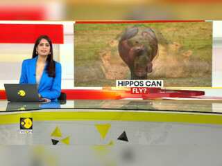 Gravitas | The hidden agility of Hippos revealed: The improbable flight of the Hippopotamus proven