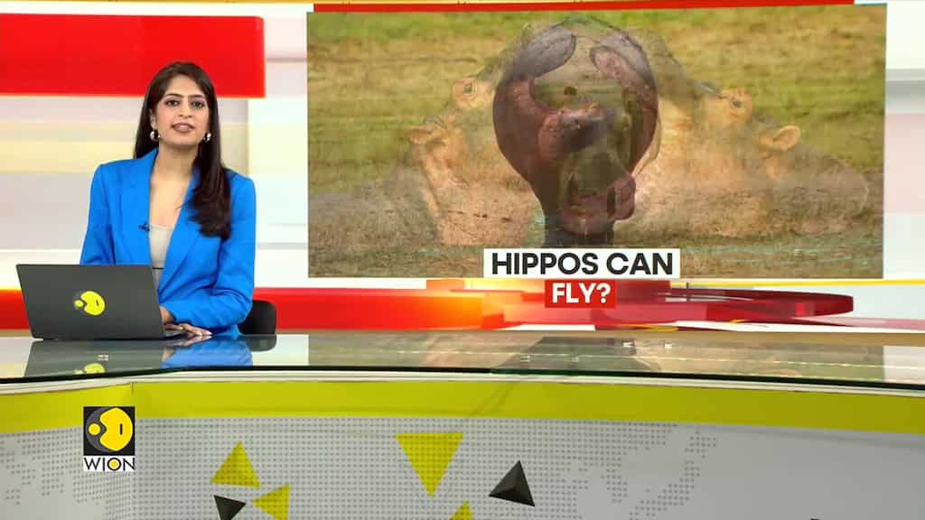 Gravitas | The hidden agility of Hippos revealed: The improbable flight of the Hippopotamus proven