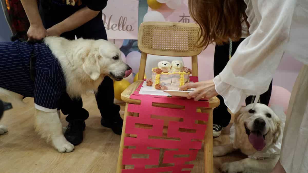 Puppy love: Canine weddings on the rise in China Puppy love: Canine weddings on the rise in China