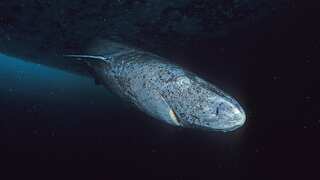 Sharks hold the secret to a healthy heart and staying young, study finds