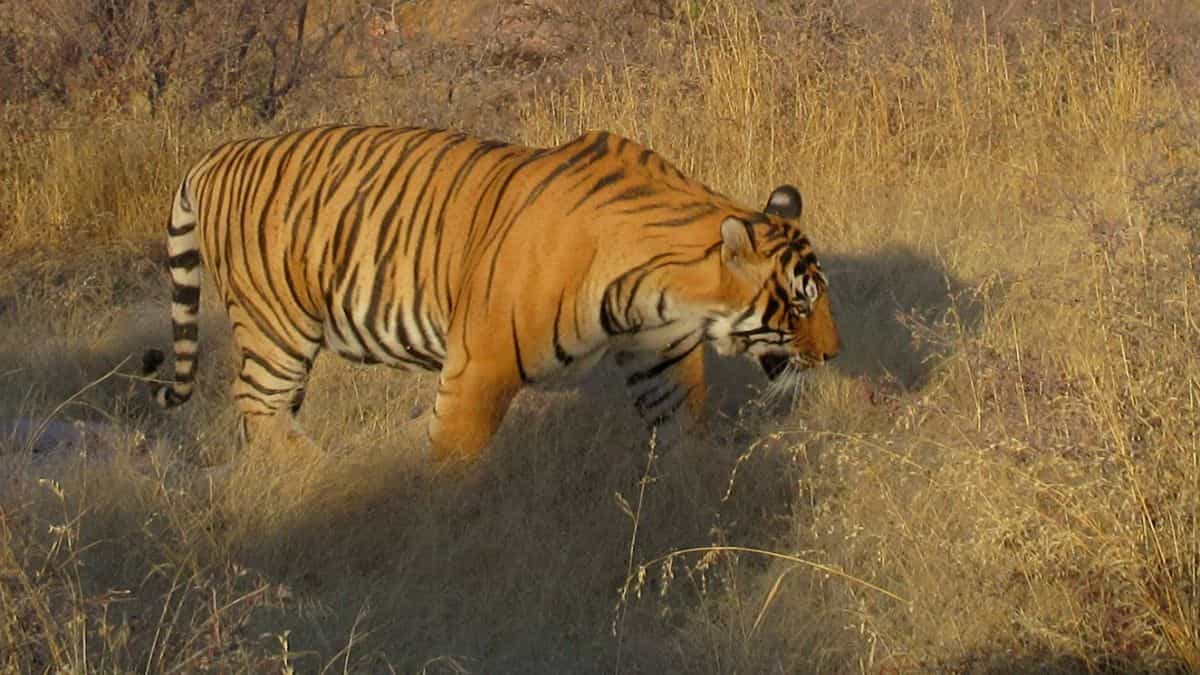 Tiger T-58 found dead in Ranthambore, details yet to be revealed Tiger T-58 found dead in Ranthambore, details yet to be revealed