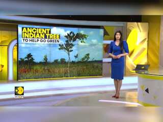 Pongamia tree has potential to produce biofuel