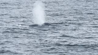 Largest animal on Earth spotted in Massachusetts in rare sighting