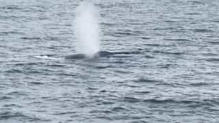 Largest animal on Earth spotted in Massachusetts in rare sighting