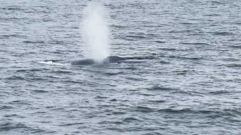 Largest animal on Earth spotted in Massachusetts in rare sighting