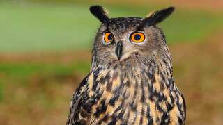 This first-world country will soon be culling 450,000 owls. Here's why