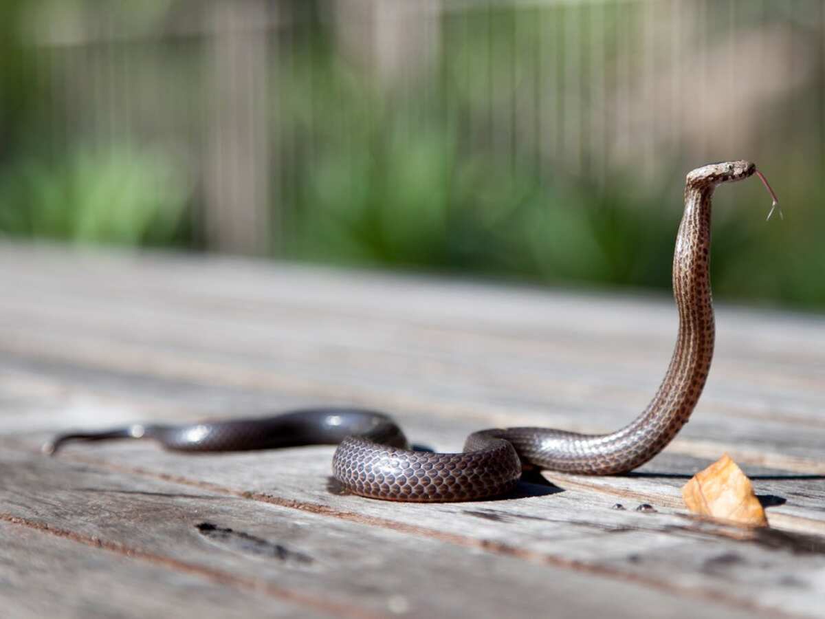 Uttar Pradesh man bitten by snake six times in 35 days- each time on a weekend, claims man